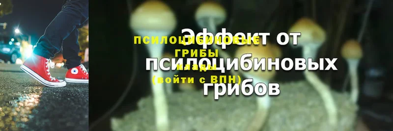 Псилоцибиновые грибы Psilocybe  Баймак 